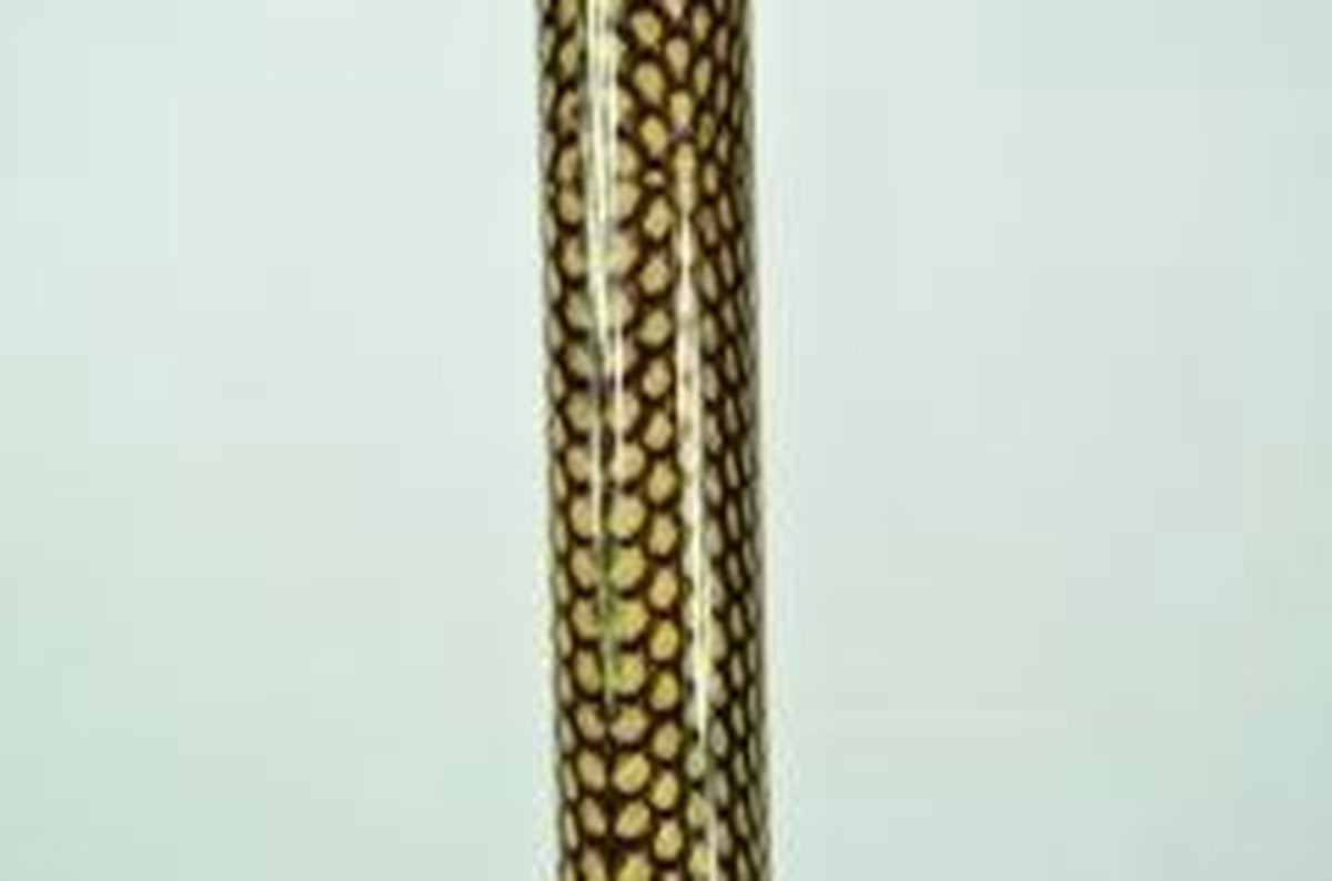 Opvouwbare wandelstok - anatomisch  - snake - 84-94 cm - rechtshandig
