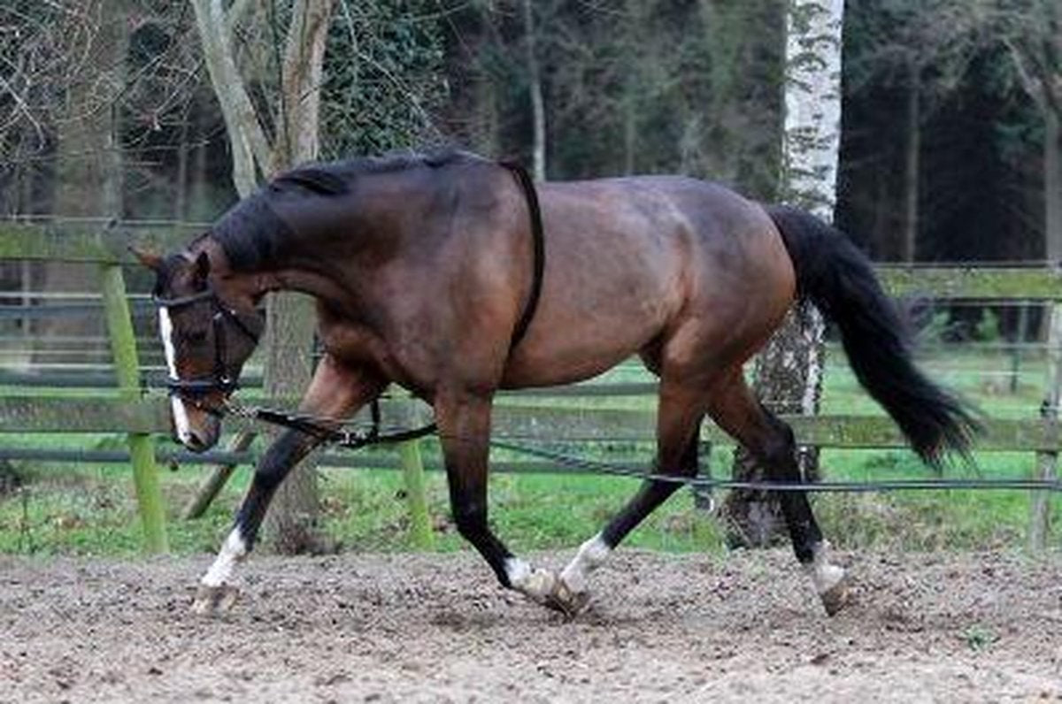 Horka LONGEERHULP KATOEN Pony