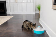 PetSafe Drinkwell® Butterfly Pet Fountain - Drinkfontein voor katten en kleine honden - Met 4 vrijvallende waterstromen of rustige
