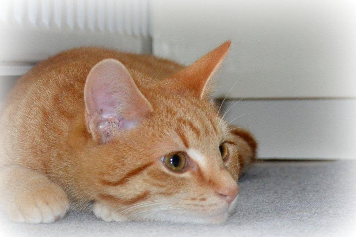 Warmtemat voor honden en katten Warmte voor je huisdier verwarming 12V/20Watt Autostekker 40*60 cm