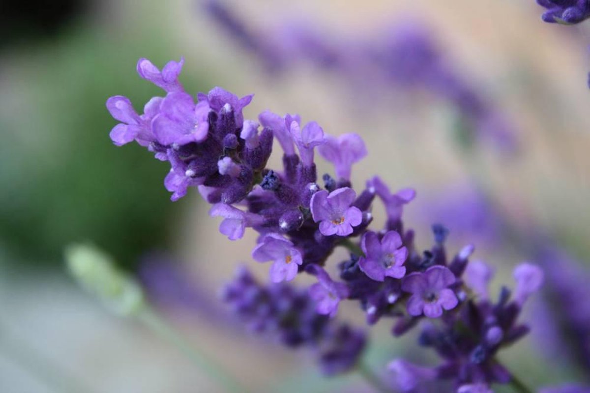 Opgiet Lavendel 30ml