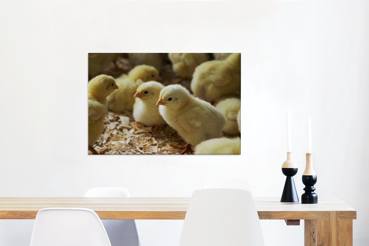 Baby kuikentjes in het zaagsel Canvas 60x40 cm - Foto print op Canvas schilderij (Wanddecoratie woonkamer / slaapkamer) / Boerderijdieren Canvas Schilderijen
