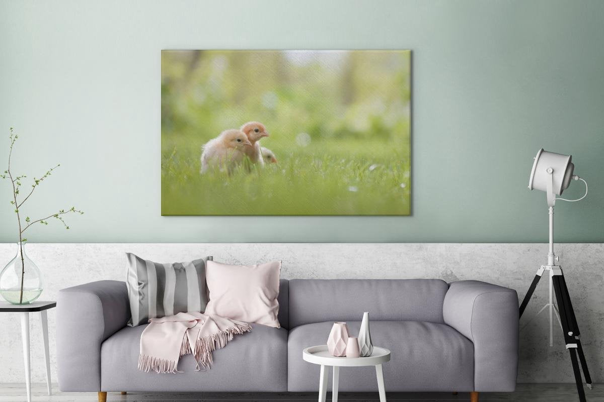 Drie baby kuikentjes in het gras Canvas 180x120 cm - Foto print op Canvas schilderij (Wanddecoratie woonkamer / slaapkamer) / Boerderijdieren Canvas Schilderijen XXL / Groot formaat!
