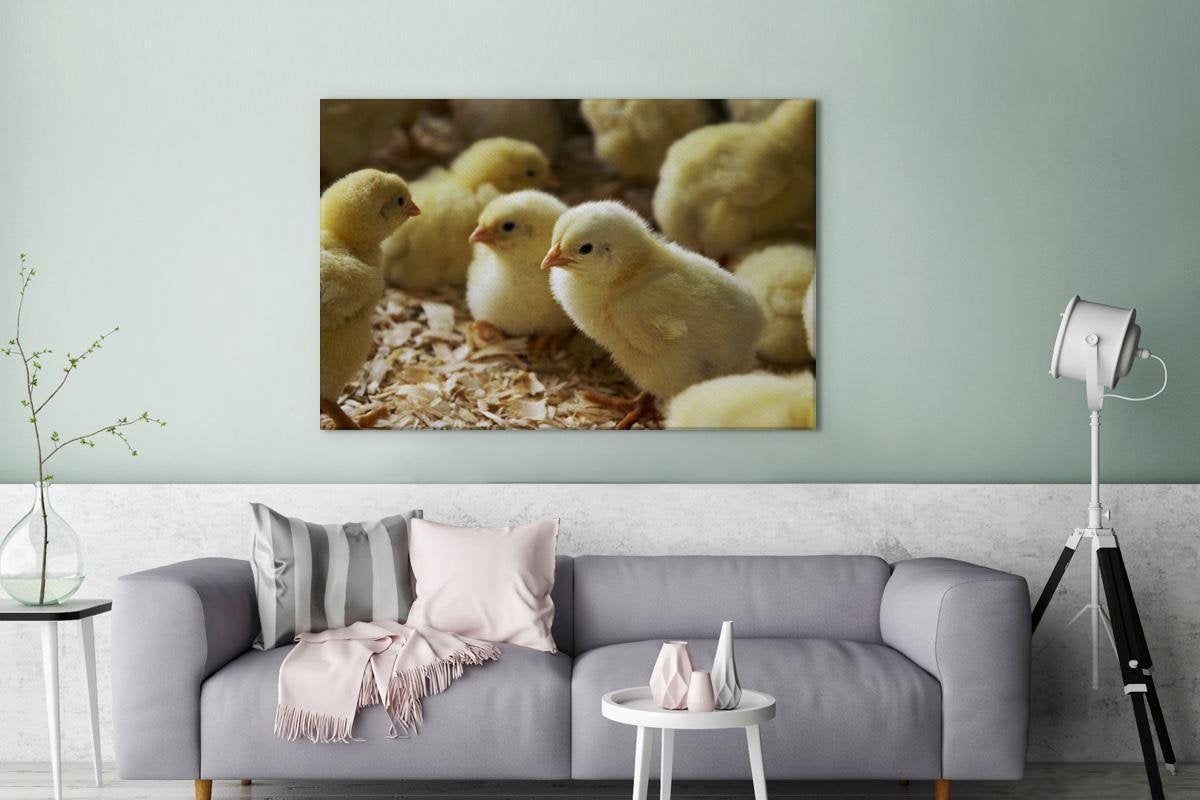 Baby kuikentjes in het zaagsel Canvas 140x90 cm - Foto print op Canvas schilderij (Wanddecoratie woonkamer / slaapkamer) / Boerderijdieren Canvas Schilderijen