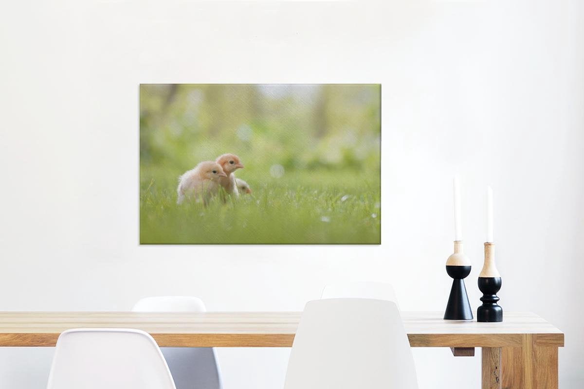 Drie baby kuikentjes in het gras Canvas 60x40 cm - Foto print op Canvas schilderij (Wanddecoratie woonkamer / slaapkamer) / Boerderijdieren Canvas Schilderijen