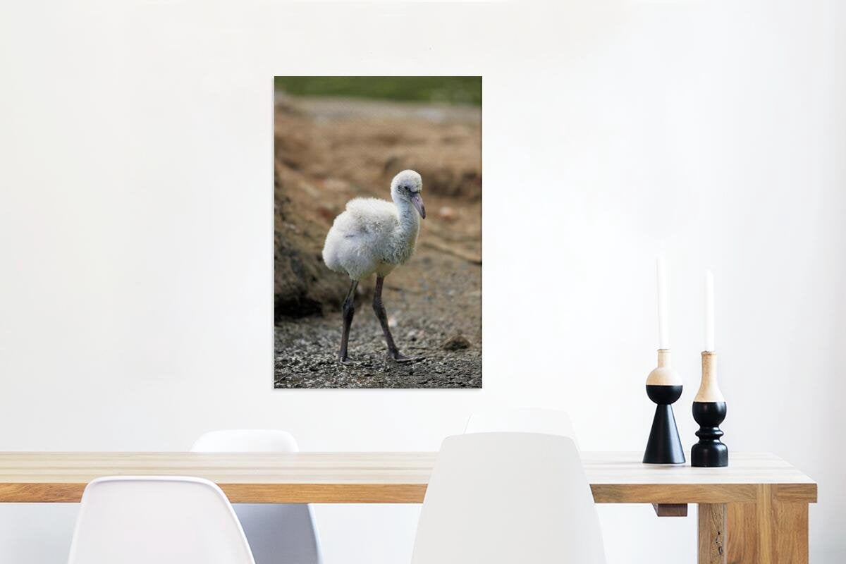 Baby rode flamingo Canvas 60x90 cm - Foto print op Canvas schilderij (Wanddecoratie woonkamer / slaapkamer)
