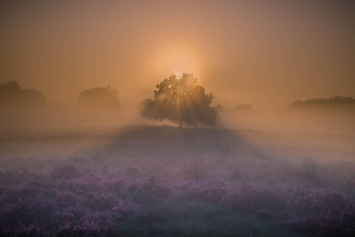 Diamond Painting Groot Kampina Heide oisterwijkse bossen Paarse Heide Zonsopgang - 60x90 cm (Volledige Bedekking) - Inclusief premium tools - Vierkante Steentjes