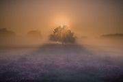 Diamond Painting Groot Kampina Heide oisterwijkse bossen Paarse Heide Zonsopgang - 60x90 cm (Volledige Bedekking) - Inclusief premium tools - Vierkante Steentjes