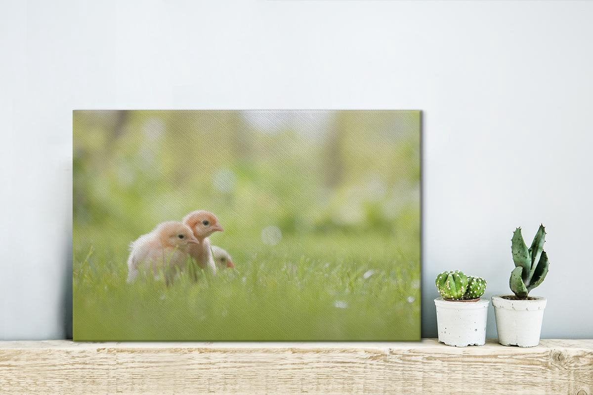 Drie baby kuikentjes in het gras Canvas 30x20 cm - klein - Foto print op Canvas schilderij (Wanddecoratie woonkamer / slaapkamer) / Boerderijdieren Canvas Schilderijen