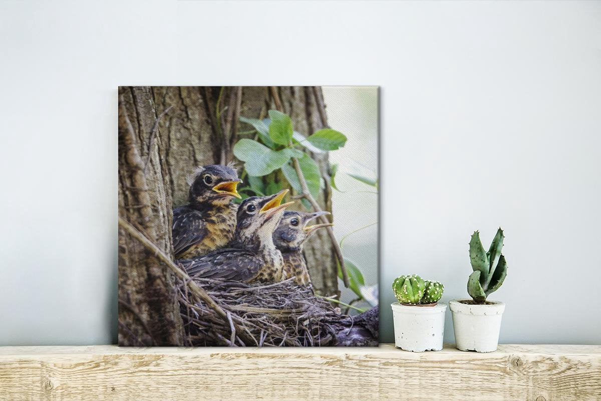 Drie baby roodborstlijsters in een boom Canvas 30x40 cm - klein - Foto print op Canvas schilderij (Wanddecoratie woonkamer / slaapkamer)