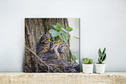 Drie baby roodborstlijsters in een boom Canvas 30x40 cm - klein - Foto print op Canvas schilderij (Wanddecoratie woonkamer / slaapkamer)