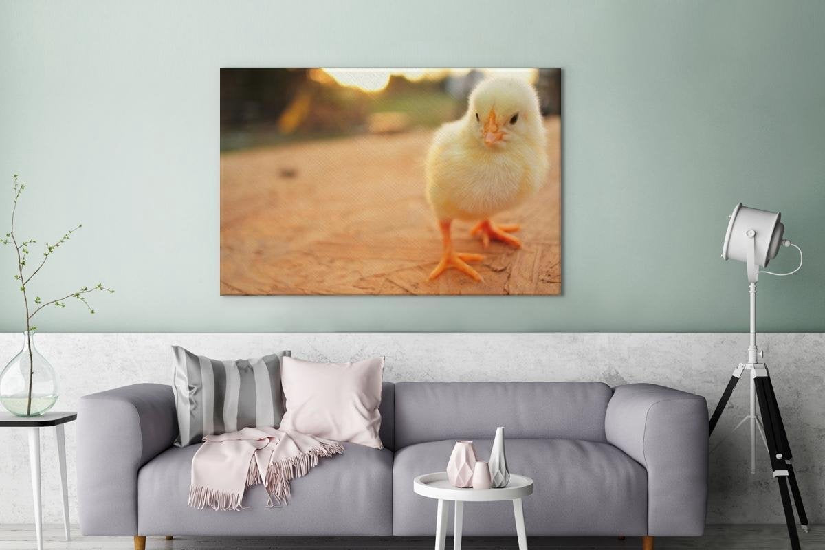 Baby kuiken op een houten tafel Canvas 120x80 cm - Foto print op Canvas schilderij (Wanddecoratie woonkamer / slaapkamer) / Boerderijdieren Canvas Schilderijen