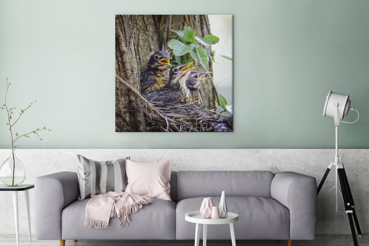 Canvas Schilderijen - Drie baby roodborstlijsters in een boom - 120x160 cm - Wanddecoratie XXL