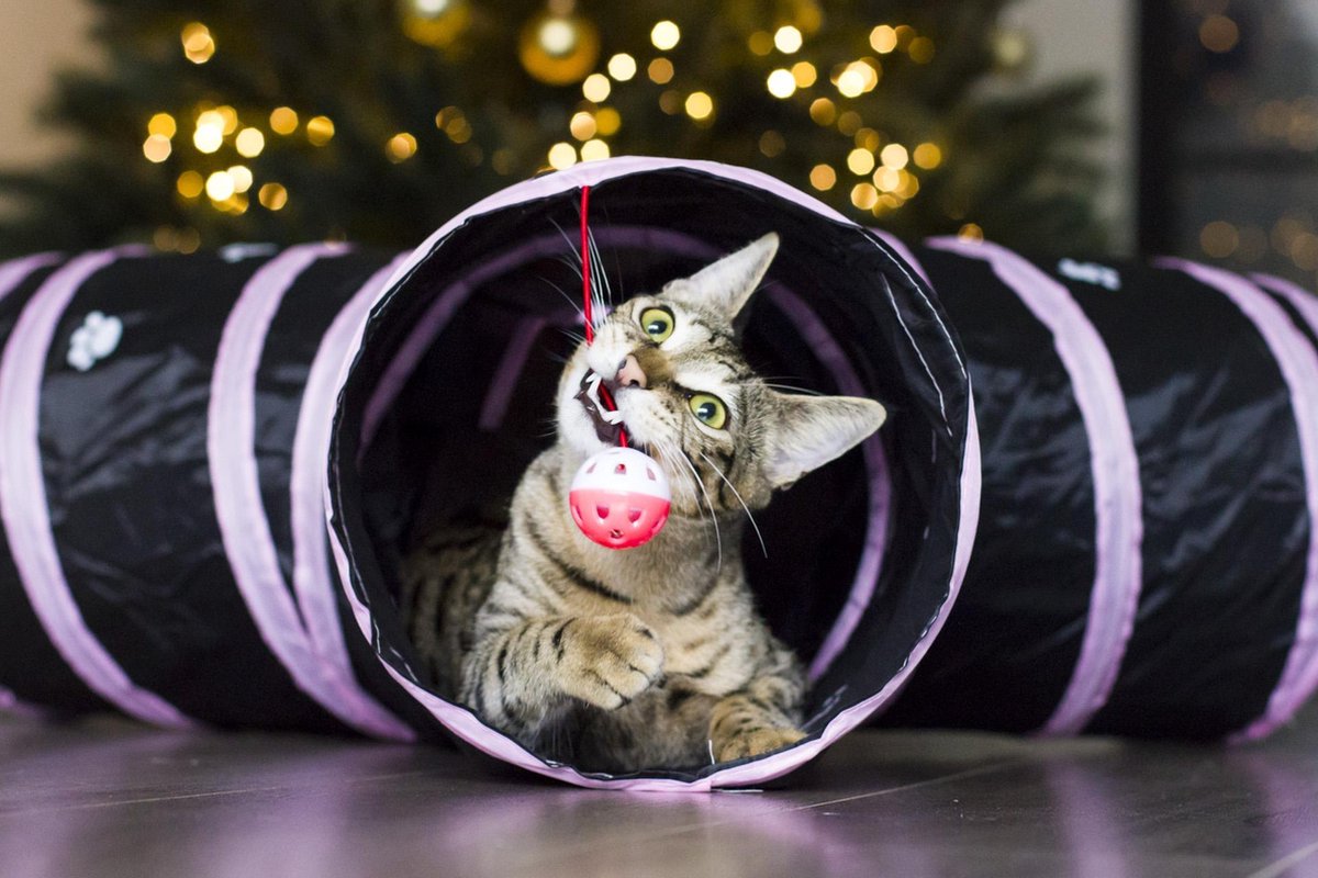 Poezenparadijs - Kattenspeelgoed - kattentunnel - tunnel voor katten - 4 gangen - Roze - zwart - kattenpootjes
