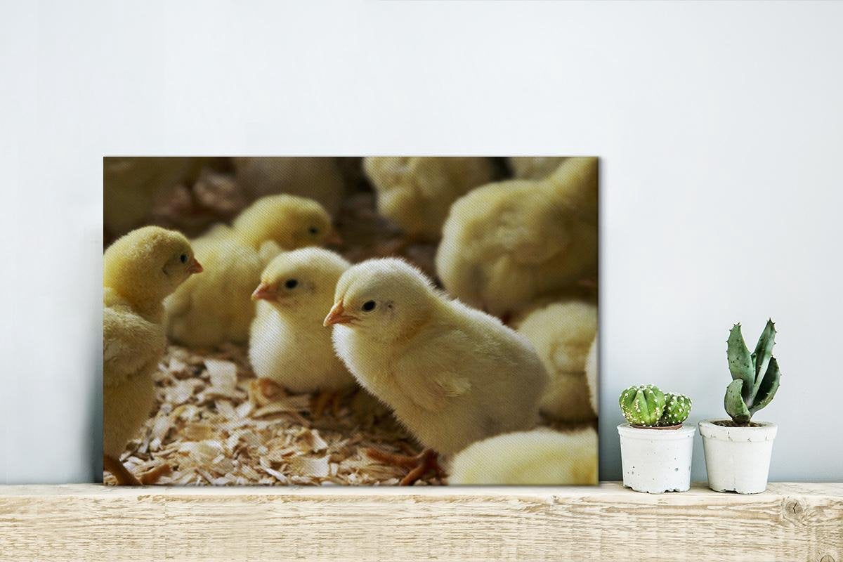 Baby kuikentjes in het zaagsel Canvas 30x20 cm - klein - Foto print op Canvas schilderij (Wanddecoratie woonkamer / slaapkamer) / Boerderijdieren Canvas Schilderijen