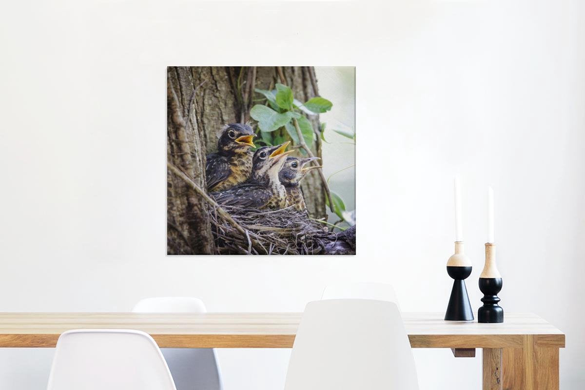Drie baby roodborstlijsters in een boom Canvas 60x80 cm - Foto print op Canvas schilderij (Wanddecoratie woonkamer / slaapkamer)