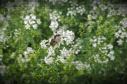Puzzel | Puzzel dieren | Puzzel bloemen | Puzzel 250 stukjes | Puzzel volwassenen (liggend)