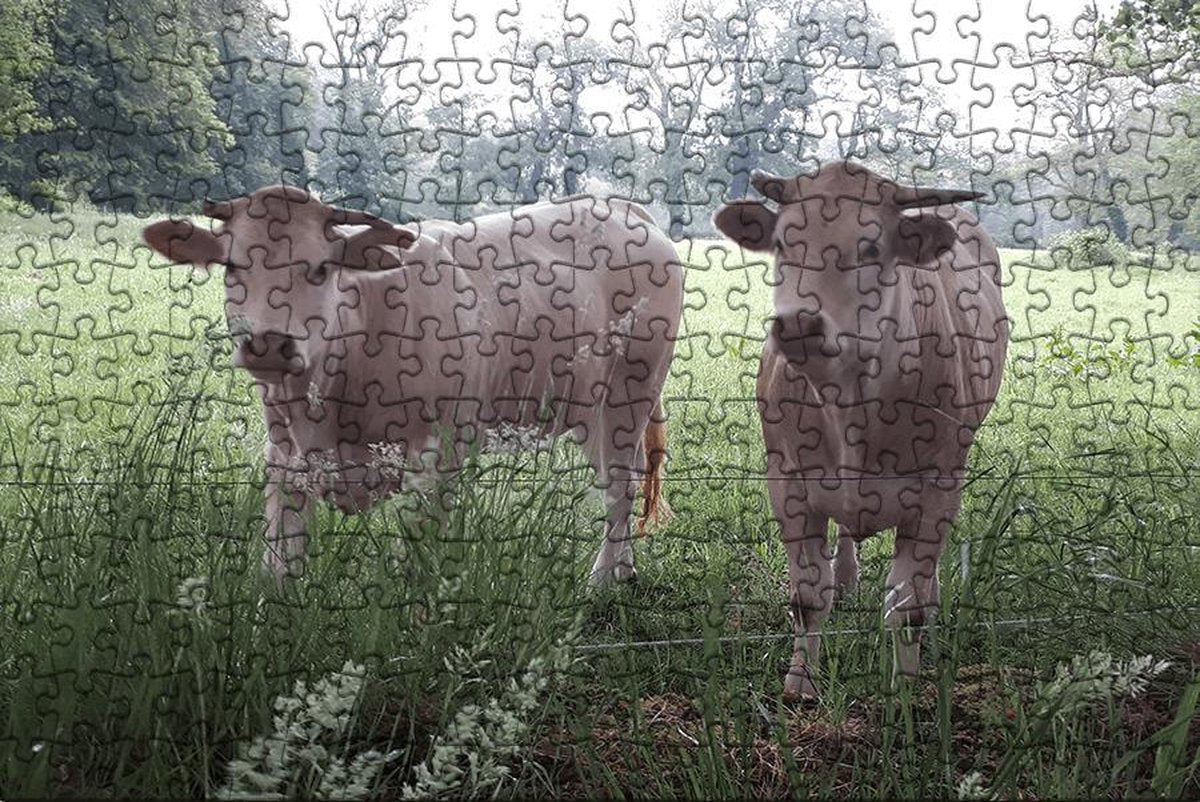 Puzzel | Puzzel dieren | Puzzel 250 stukjes | Puzzel koeien | Puzzel volwassenen (liggend)