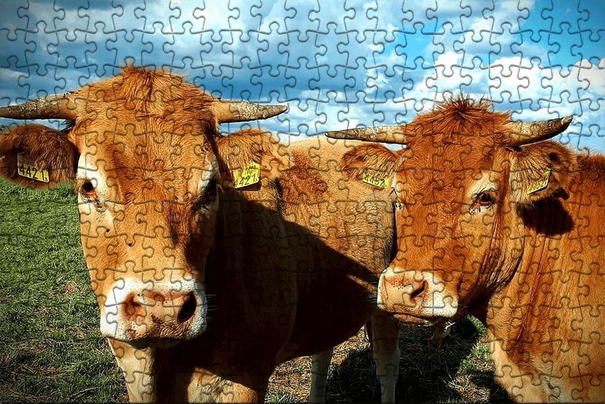 Puzzel | Puzzel dieren | Puzzel 250 stukjes | Puzzel koe | Puzzel volwassenen (liggend)