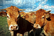 Puzzel | Puzzel dieren | Puzzel 250 stukjes | Puzzel koe | Puzzel volwassenen (liggend)