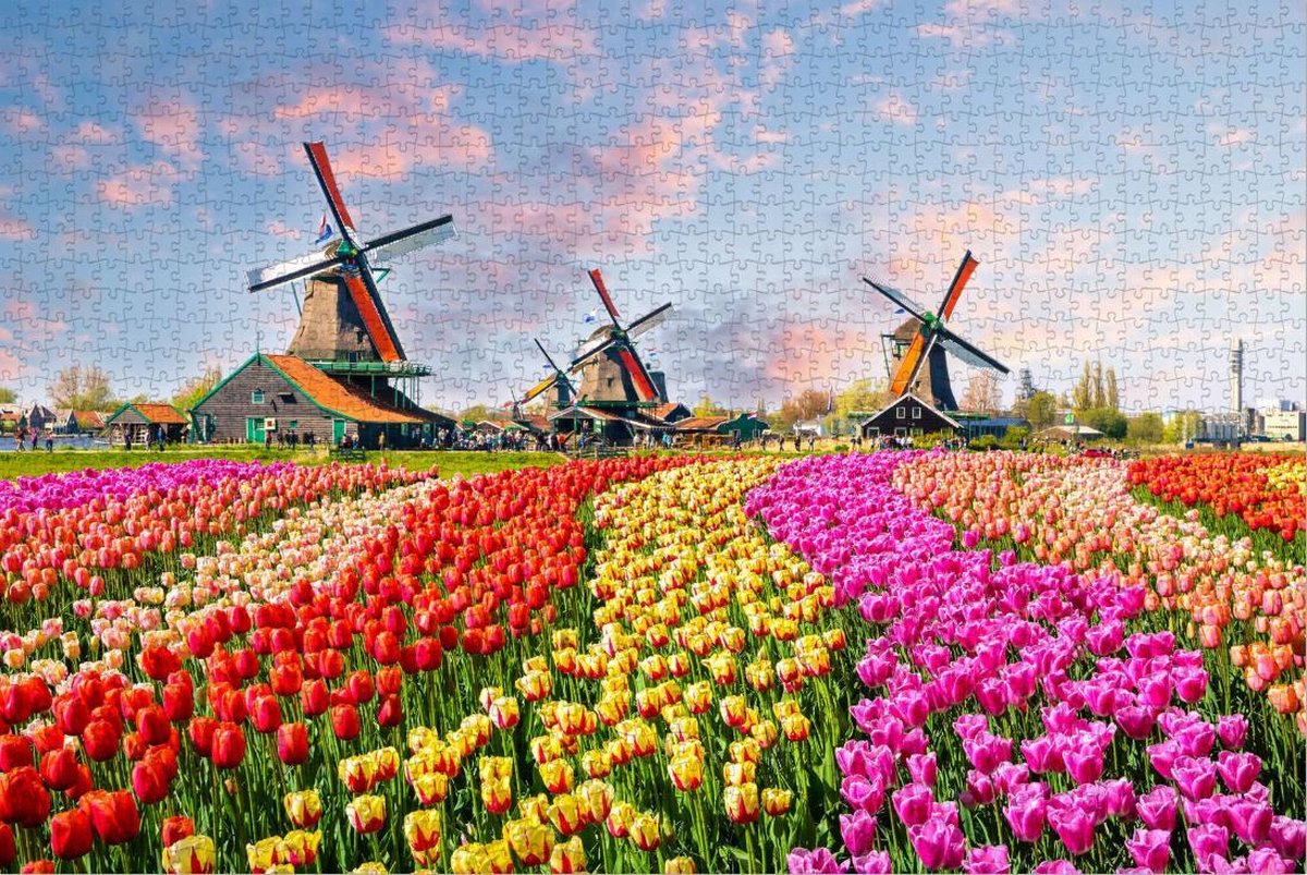 Traditionele Nederlandse Windmolens in de Tulpen - Extra Moeilijke Puzzel 1500 Stukjes | Zaandam - Tulpenveld - Nederland