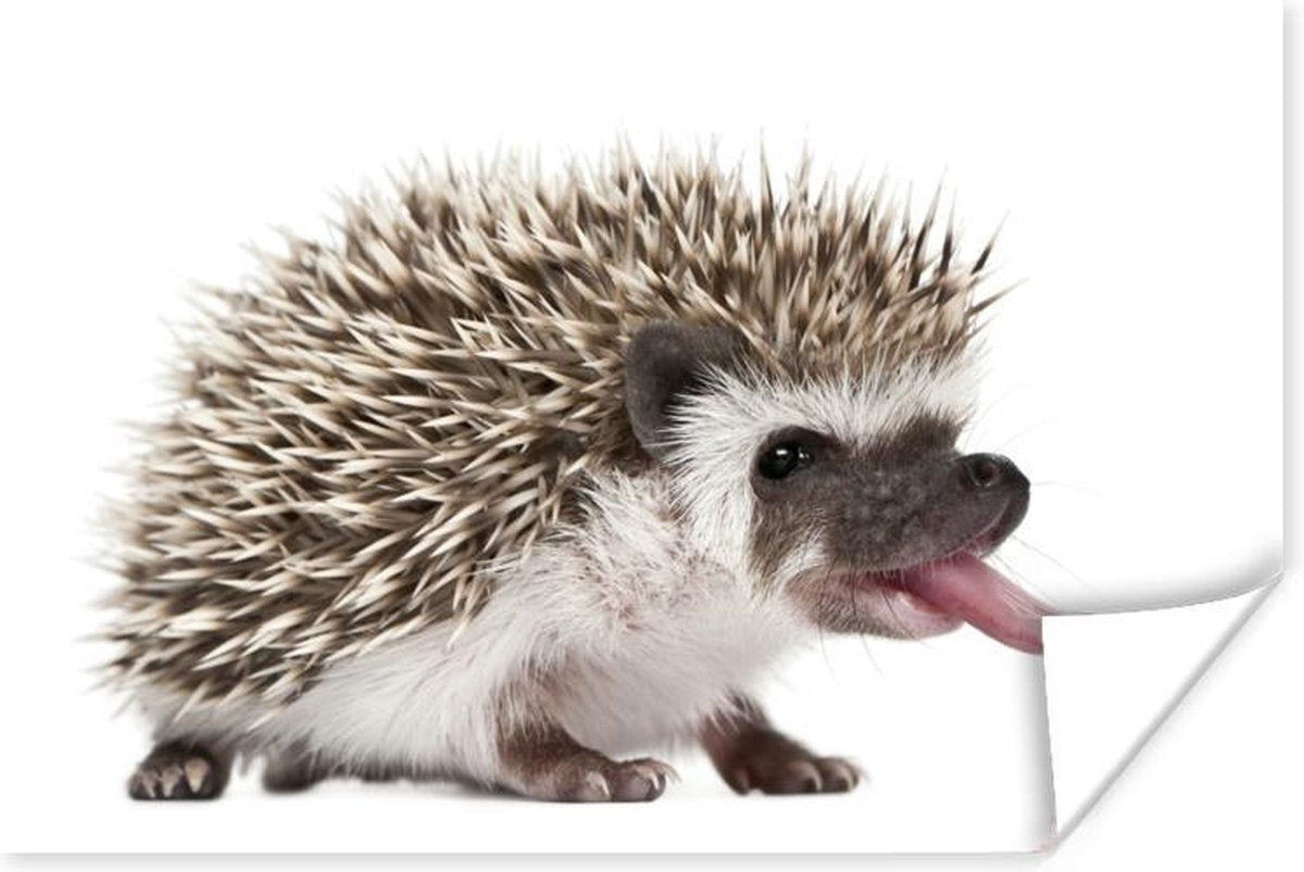 Poster - Baby egel steekt tong uit - 30x20 cm