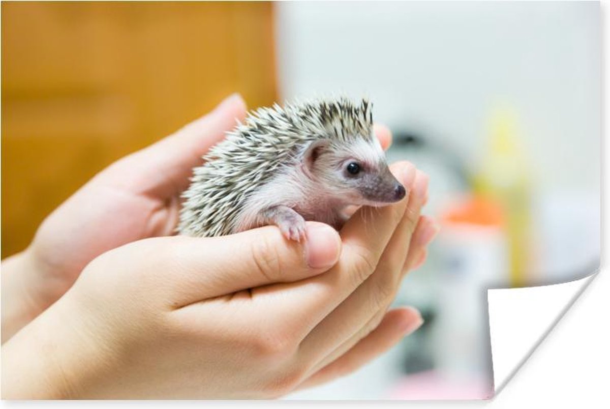 Poster - Baby egel word vastgehouden - 30x20 cm