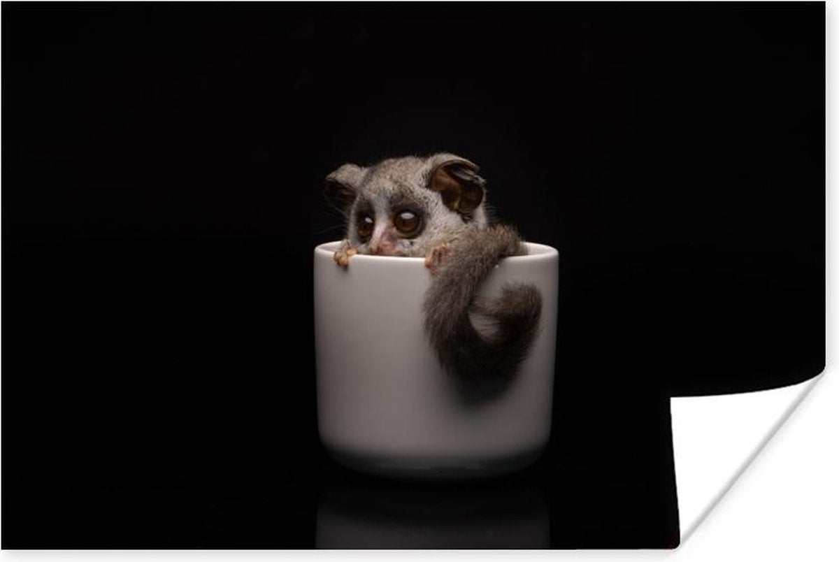 Poster - Galago baby in een witte beker - 180x120 cm XXL /