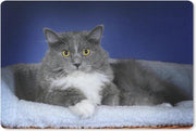 Bureau mat - Ragdoll kat met gele ogen op een blauwe achtergrond - 60x40