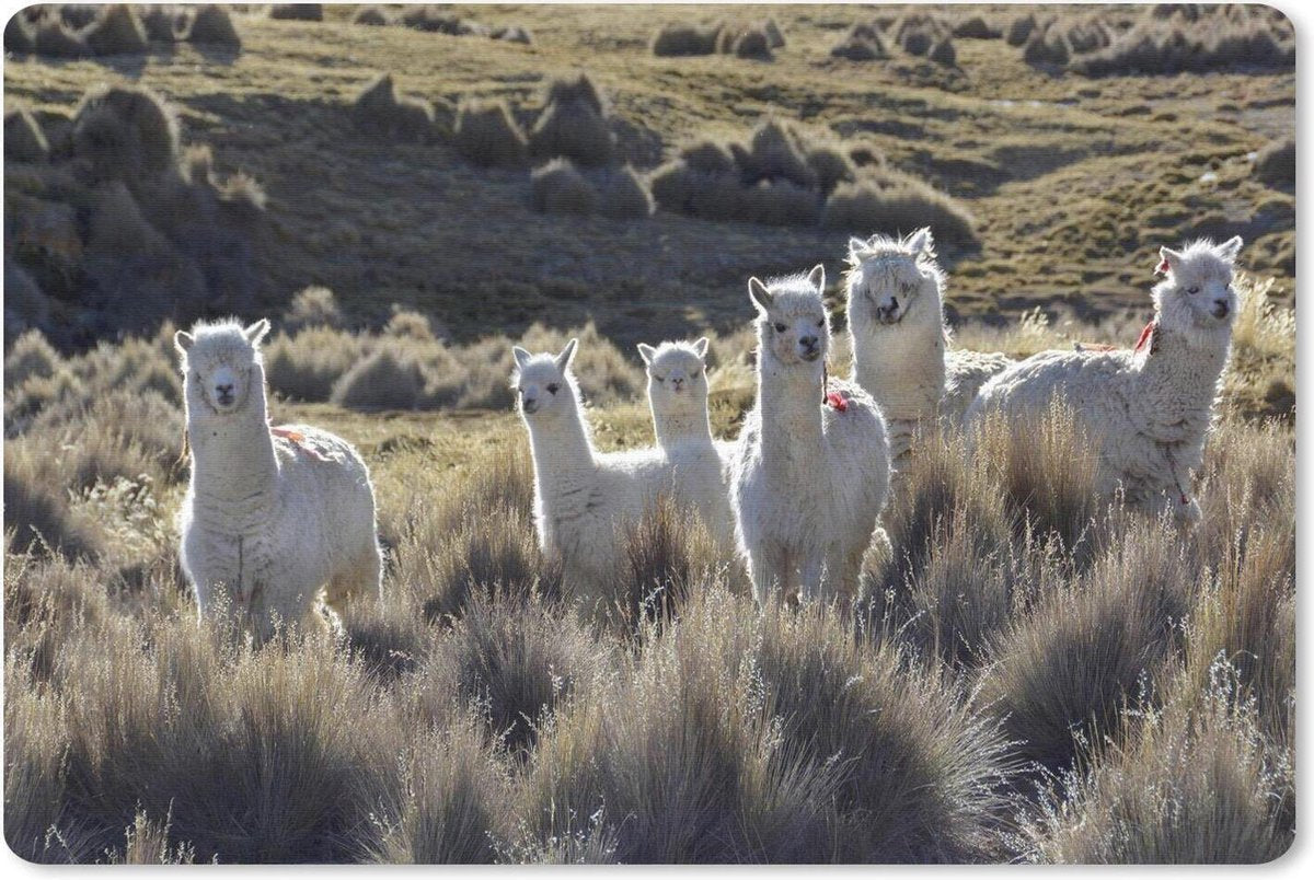 Bureau mat - Witte lama's in Paja gras van het Nationale Park Sajama - 60x40