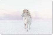Bureau mat - Wit IJslander paard in de sneeuw - 60x40