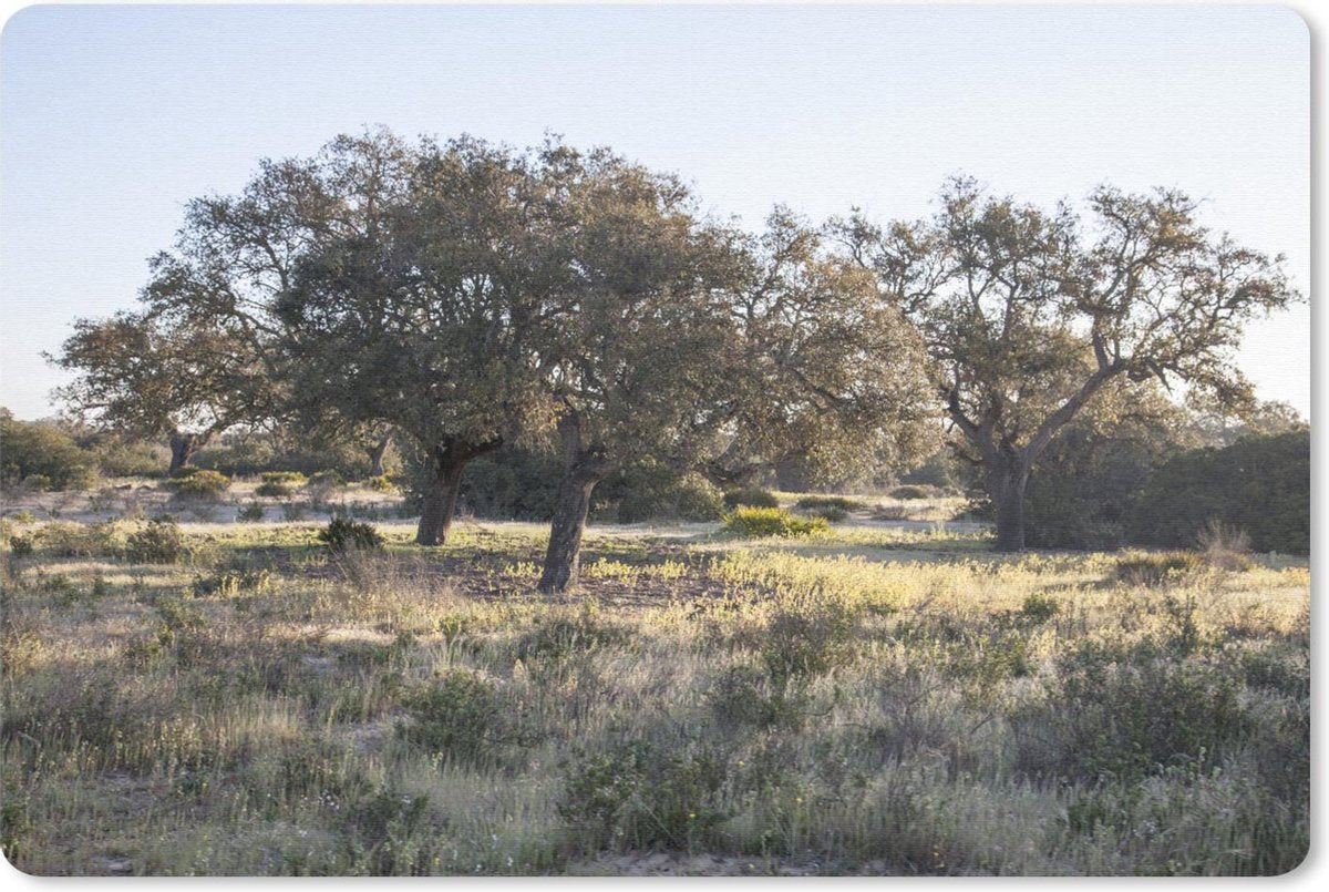 Bureau mat - Eiken bomen in het Nationaal Park Doñana in Spanje - 60x40