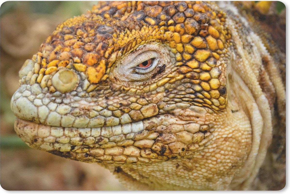 Bureau mat - Gedetailleerde foto van de kop van een Landleguaan op de Galapagos eilanden - 60x40