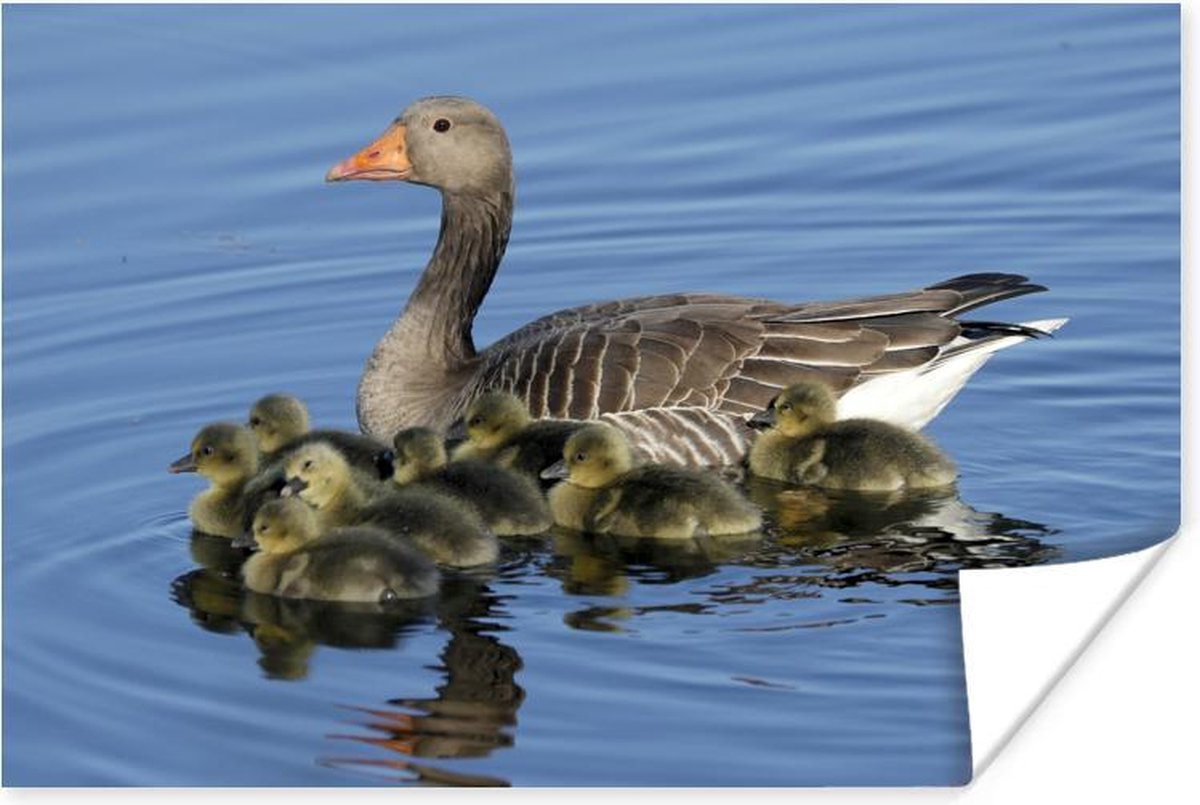 Poster - Gans met babyganzen in het water - 30x20 cm