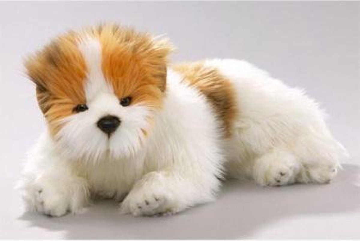 Bicolini Liggende Belgische Terrier 40 cm