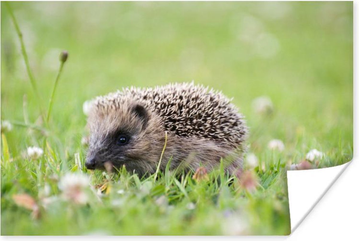 Poster - Baby egel op het gras - 180x120 cm XXL /