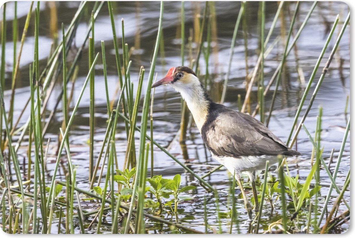 Bureau mat - Een Australische jacana zit tussen het hoge riet - 60x40