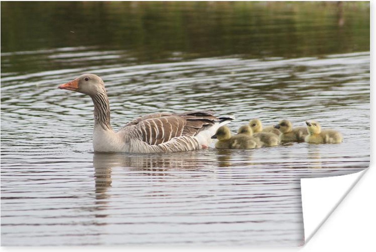 Poster - Gans met baby's - 30x20 cm
