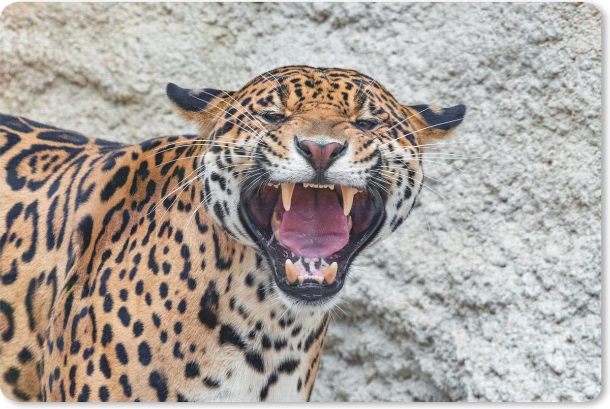 Bureau mat - Jaguar - Tanden - Rots - 60x40