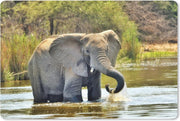 Bureau mat - Badderende olifant - 60x40