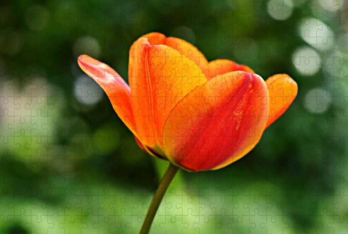 Oranje Tulp In Volle Bloei | Bloem - Puzzel 252 stukjes