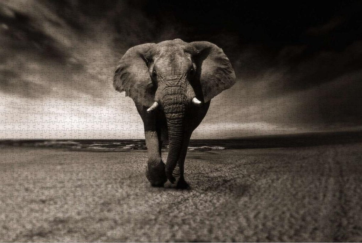Olifant op Puzzel - Zwart Wit - Afrika - Extra Moeilijke Puzzel 1500 Stukjes