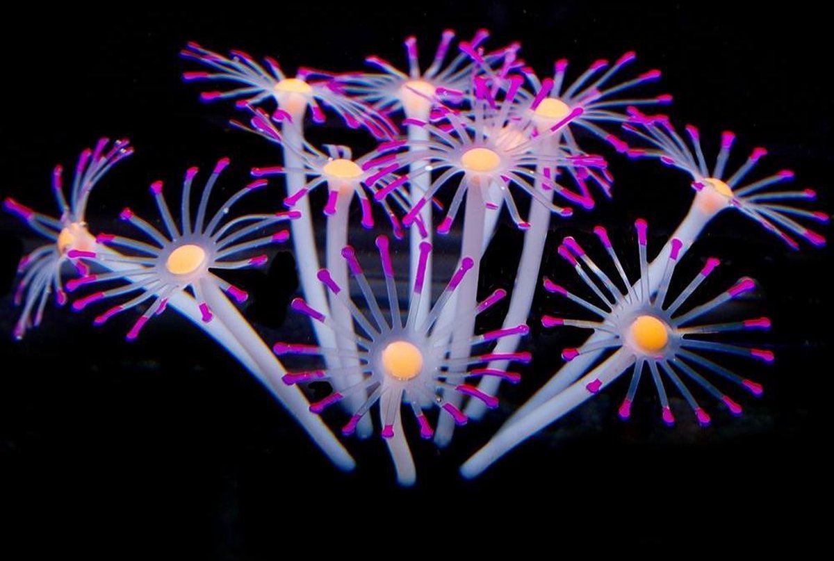 Dierplezier - Aquarium decoratie - Koraal - Kunstplant Aquarium Fluo - Planten voor aquarium - Mooie neon planten –Planten PAARSE bloemen  kleur - Aquariumdecoratie - Aquariumversiering - Benodigdheden aquarium