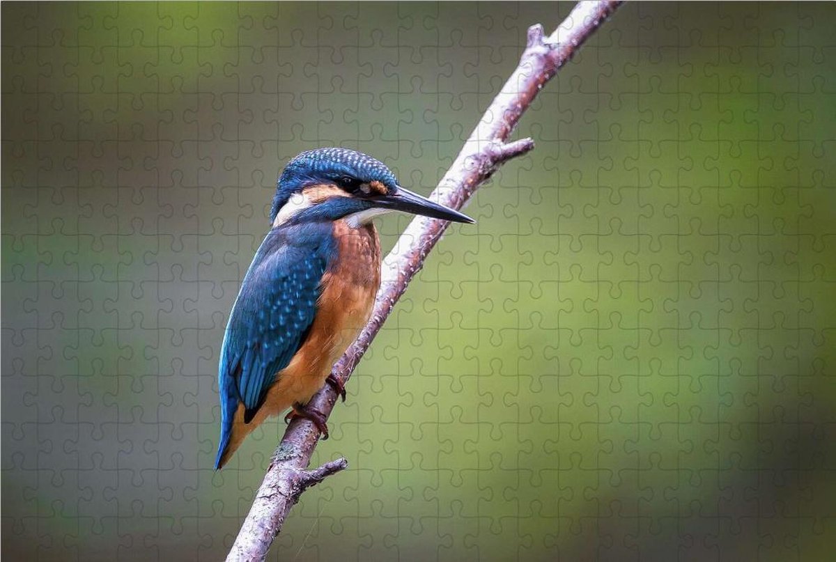 IJsvogel in de Natuur - Legpuzzel 252 Stukjes | Vogel - Ijsvogel