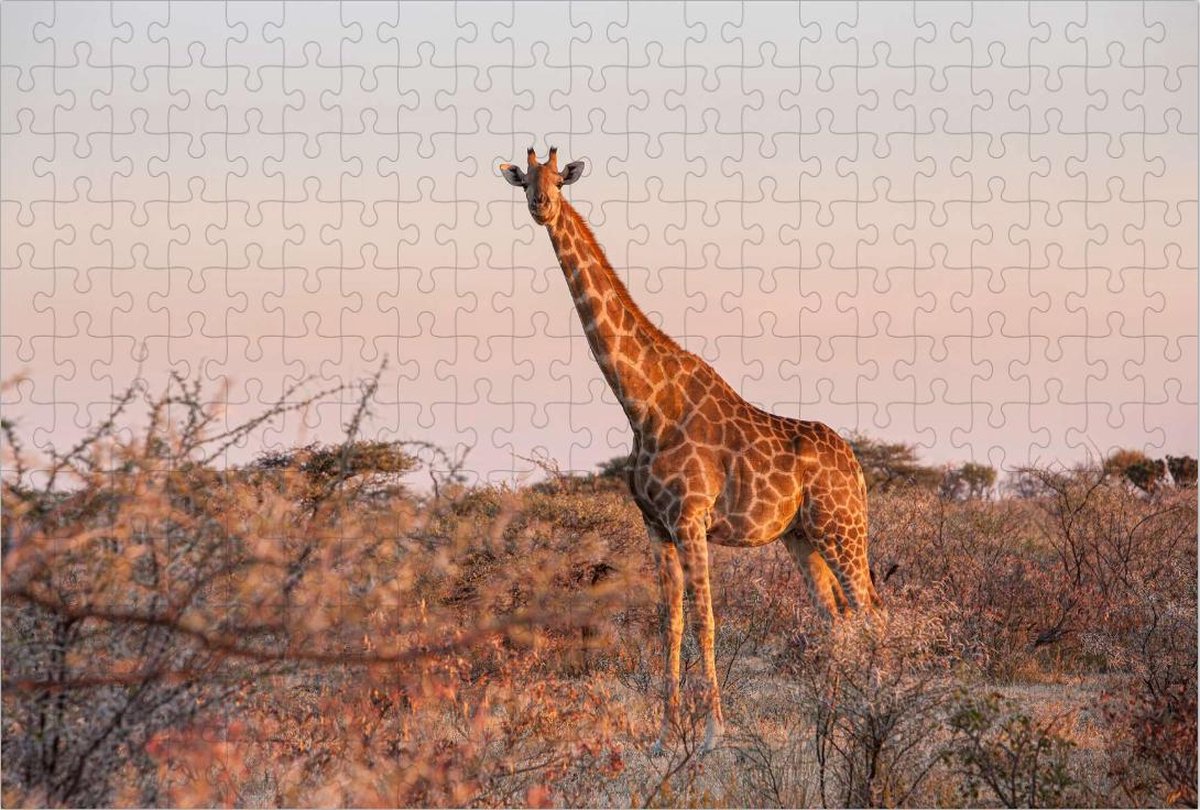 Giraffe in Afrika - Legpuzzel 252 stukjes | Safari - Natuur Wild - Giraffe Puzzel - Dier puzzel