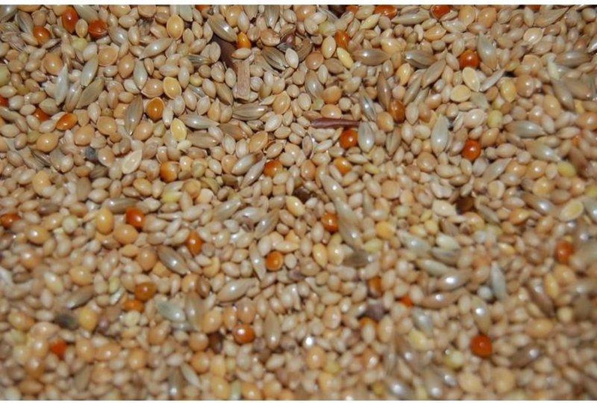 Payaro tropenzaad excellent 20kg