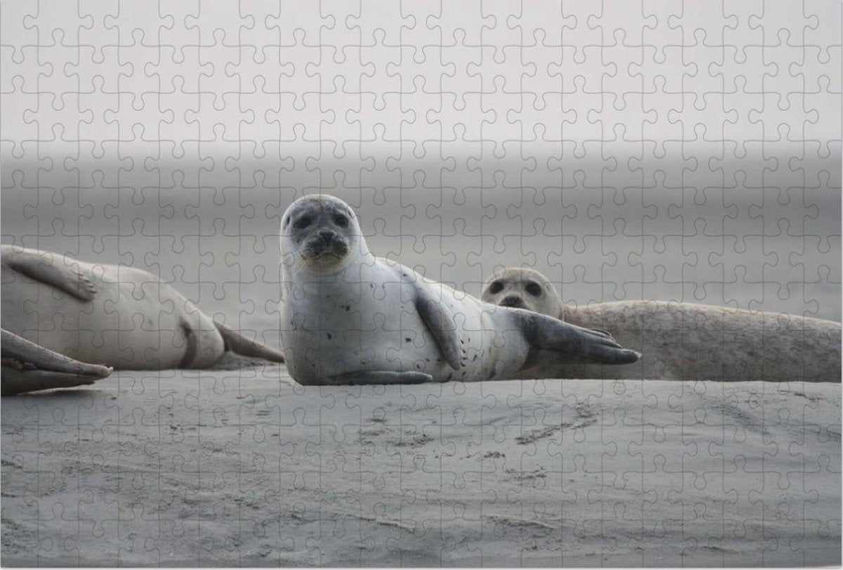 Zeehond in de natuur - Legpuzzel 252 Stukjes | Strand - Natuur - Grijze Zeehond