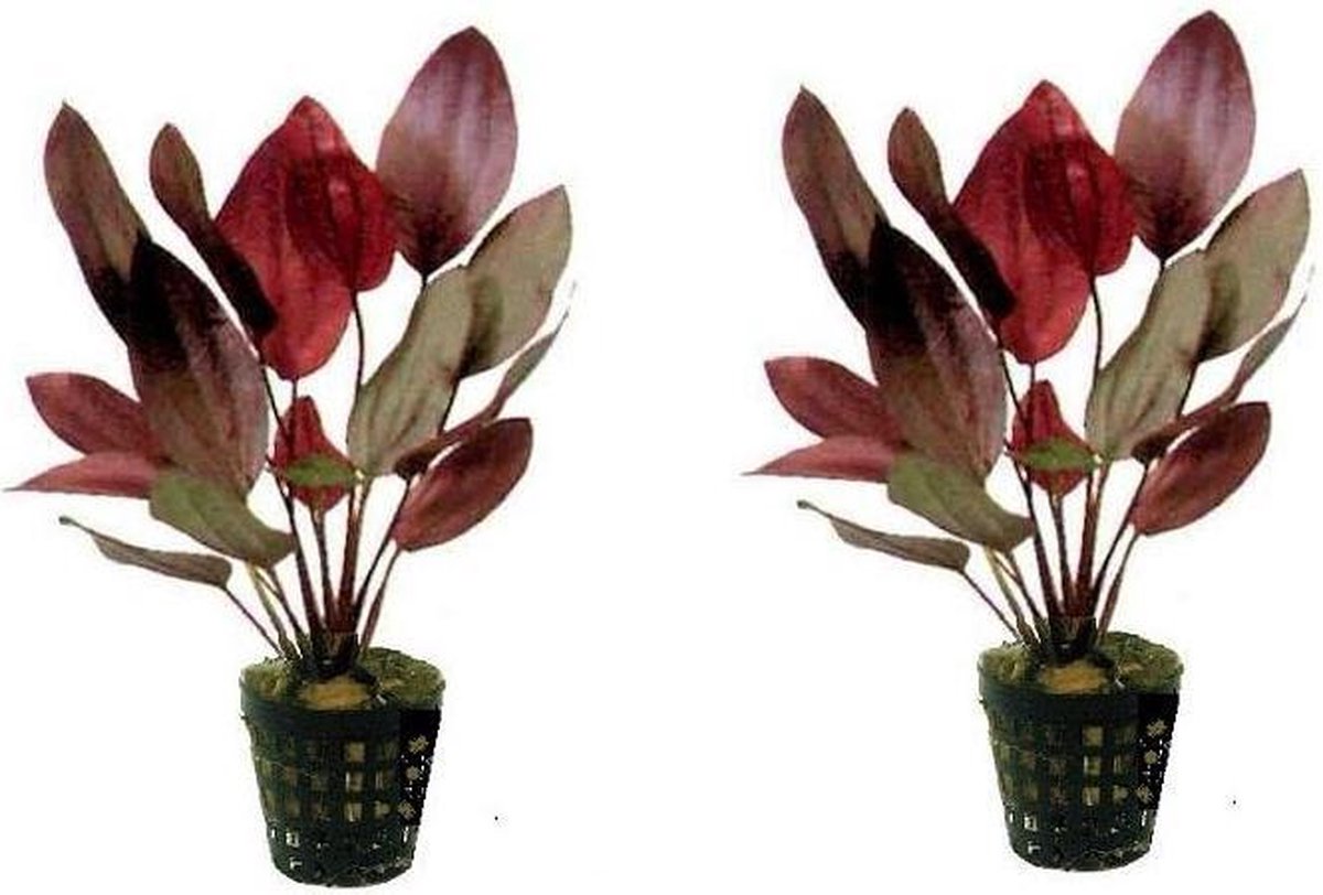 Levende aquariumplant Echinodorus ozelot 5 cm pot per 2 stuks