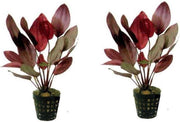 Levende aquariumplant Echinodorus ozelot 5 cm pot per 2 stuks