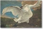 De bedreigde zwaan
